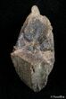 Inch Unworn Triceratops Tooth #2895-1